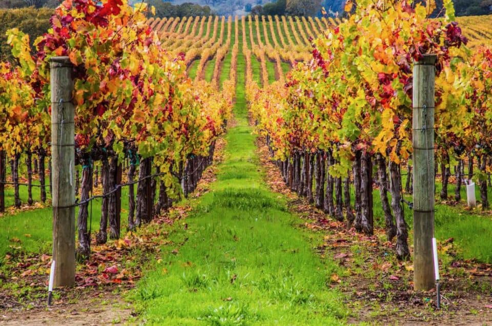Why You Should Book a Winery Tour to Napa Valley or Sonoma Valley